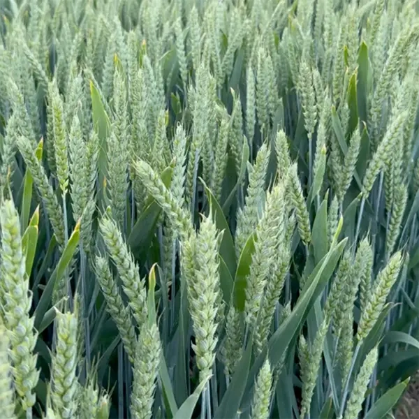 Pszenica ozima Pallas C_1 Podlaskie Nasiona.webp