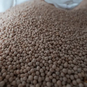 Groch OSTINATO Podlaskie Nasiona Kownacki Łukasz .webp