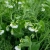 groch-siewny-ostinato-plantacja-w-okresie-kwitnienia.webp