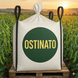 Groch jary Ostinato.webp