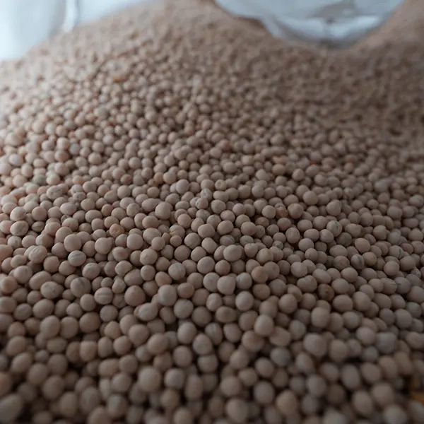 Groch Astronaute C1 Podlaskie Nasiona Łukasz Kownacki.webp